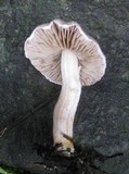Inocybe geophylla var. lilacina image