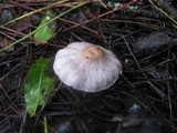 Inocybe geophylla var. lilacina image