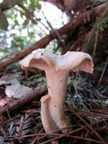 Hydnum oregonense image