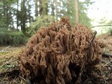 Ramaria marrii image