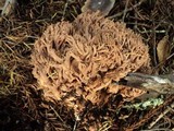 Ramaria marrii image