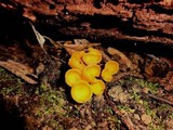 Sowerbyella rhenana image
