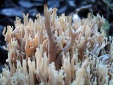Ramaria stricta image