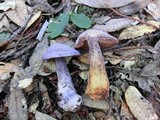 Cortinarius traganus image