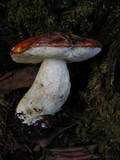 Leccinum manzanitae image
