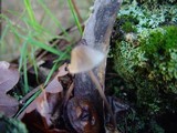 Mycena galopus var. galopus image