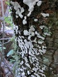 Dendrothele candida image