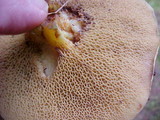 Suillus caerulescens image