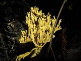 Phaeoclavulina myceliosa image