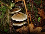 Tricholoma saponaceum image