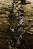 Ramariopsis kunzei image