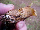 Suillus caerulescens image