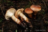 Gomphidius nigricans image