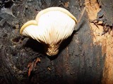 Tapinella atrotomentosa image