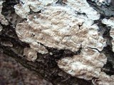 Irpex lacteus image