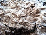 Irpex lacteus image