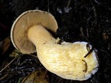 Suillus fuscotomentosus image