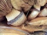 Gymnopilus ventricosus image