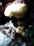 Gymnopilus ventricosus image