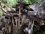 Coprinopsis variegata image