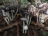 Coprinopsis variegata image