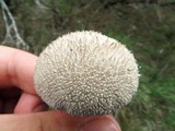 Lycoperdon marginatum image