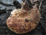 Postia fragilis image