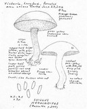 Suillus neoalbidipes image