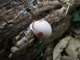Reticularia lycoperdon image