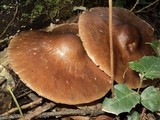 Pluteus exilis image