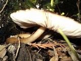 Pluteus exilis image