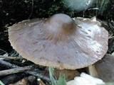 Pluteus exilis image