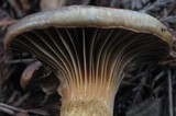 Chroogomphus ochraceus image