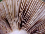 Russula sororia image