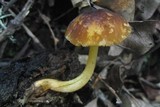Pluteus romellii image