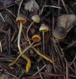 Mycena aurantiomarginata image