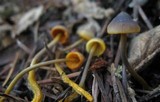 Mycena aurantiomarginata image