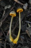 Mycena aurantiomarginata image