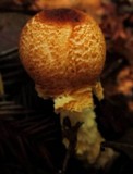 Lepiota magnispora image