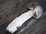 Helvella maculata image