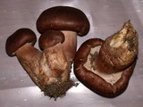 Tricholoma imbricatum image