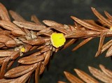 Pithya cupressina image