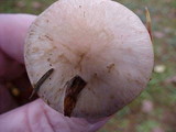 Hebeloma sarcophyllum image