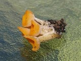 Sowerbyella rhenana image