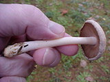 Hebeloma sarcophyllum image