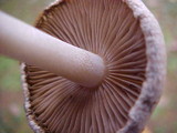 Hebeloma sarcophyllum image