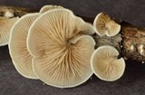 Crepidotus variabilis image