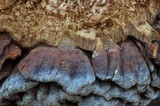 Globifomes graveolens image