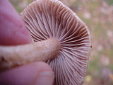 Inocybe oblectabilis image
