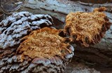 Globifomes graveolens image